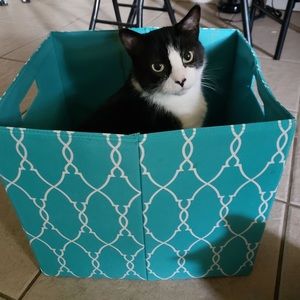 Meet your Posher, Abbie